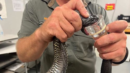 Billy Collett milks a venomous tiger snake, producing two or so drops of venom. 