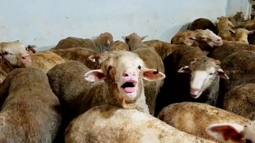 Thousands of sheep died of heat stress on a voyage to the Middle East last year.