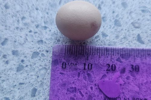 Tiny egg Rachael Ward
