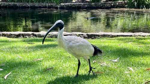 The murder of an Ibis bird, which was shot with an arrow in Queensland, is being investigated by Police and the Queensland Royal Society for the Prevention of Cruelty to Animals (RSPCA). 