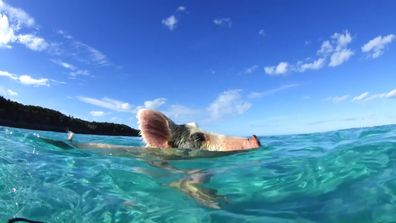Travel Guides 2024 swimming with pigs in the beach Bahamas florida tour 