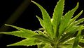 US drug control agency will move to reclassify marijuana in a historic shift