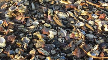 Thousands of dead sea creatures have washed up on beaches in North East England.
