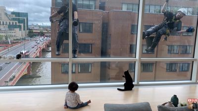 Toddler and cat fascinated by window cleaners
