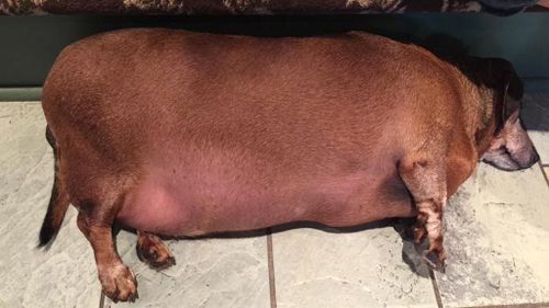 Obese US dachshund ‘Fat Vincent’ makes remarkable recovery