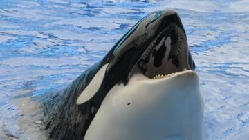 SeaWorld San Diego is set to phase out its killer whale shows, according to a news report. (AAP)