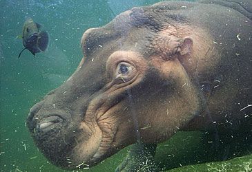 How many toes do hippopotamuses have on each foot?