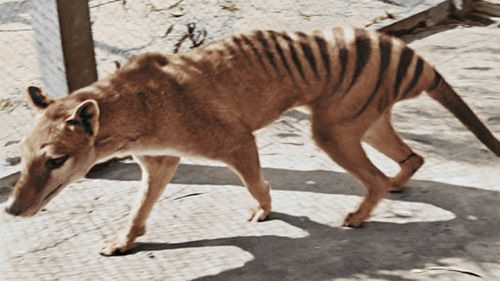 The footage is of the last Tasmanian Tiger.