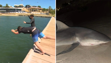 WA shark attack story, split still. 