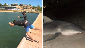 Half-Eaten Great White Shark Washes Ashore in Australia - But What Chomped  It in Half?