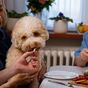Vet reveals three human food you should never feed your dog