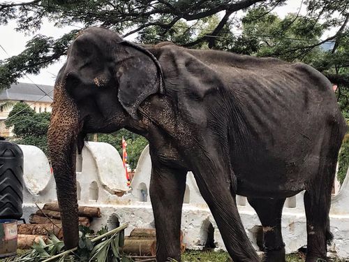 Tikiiri is a 70-year-old Asian elephant. 