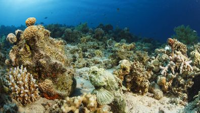 Stonefish fish, deep in tropical sea. Underwater, sea life, coral reef. A typical, impressive example of mimicry. Scuba diver point of view