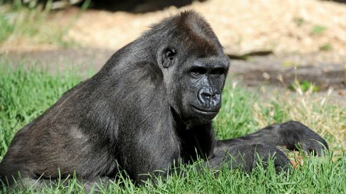 AIDS strains traced to gorillas in medical breakthrough