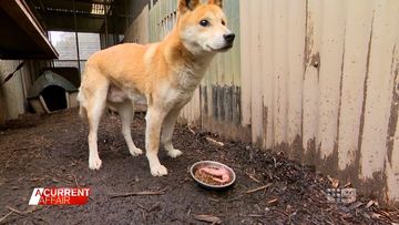 Australia's dingo whisperer dedicating life to saving wild canines