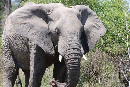 The elephant was with her calf when she charged.