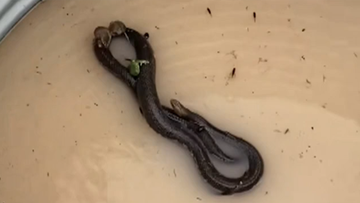 Mice and tree frogs clung to the large snake inside the rainwater tank in Western Queensland.