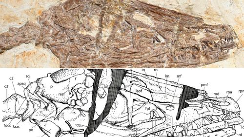 A closer look at the skull of the Wulong bohaiensis, or 'dancing dragon', along with a detailed drawing.