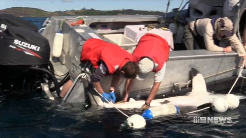 The Fisheries Minister says there's not enough evidence that smart drum lines work. (9NEWS)