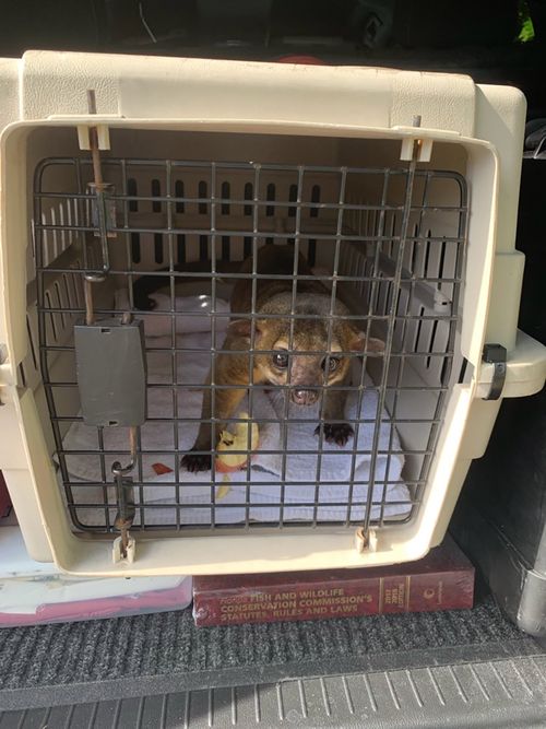 A wily kinkajou ran into a Florida home and bit a man's feet in July, Florida wildlife officials said. 