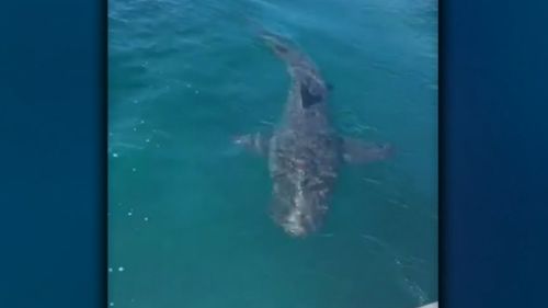 A shark expert believes the four metre long sharks were Bronze Whalers and could have taken a chunk out of Rowan Lewis' inflatable boat.