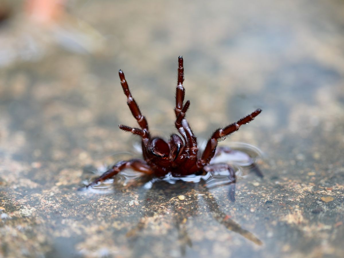 Spider season booming in Sydney thanks to warm, wet weather - ABC News