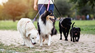Dog walker enjoying outdoors in park with group of dogs.