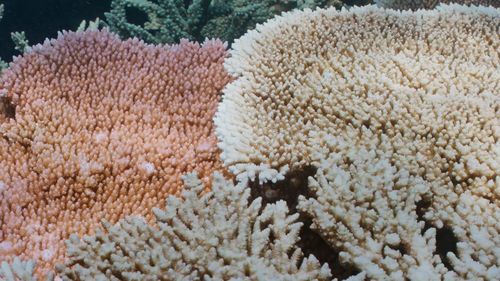 Pořízené snímky ukazují nadměrné bělení korálů na útesu John Brewer Reef Velkého bariérového útesu. 