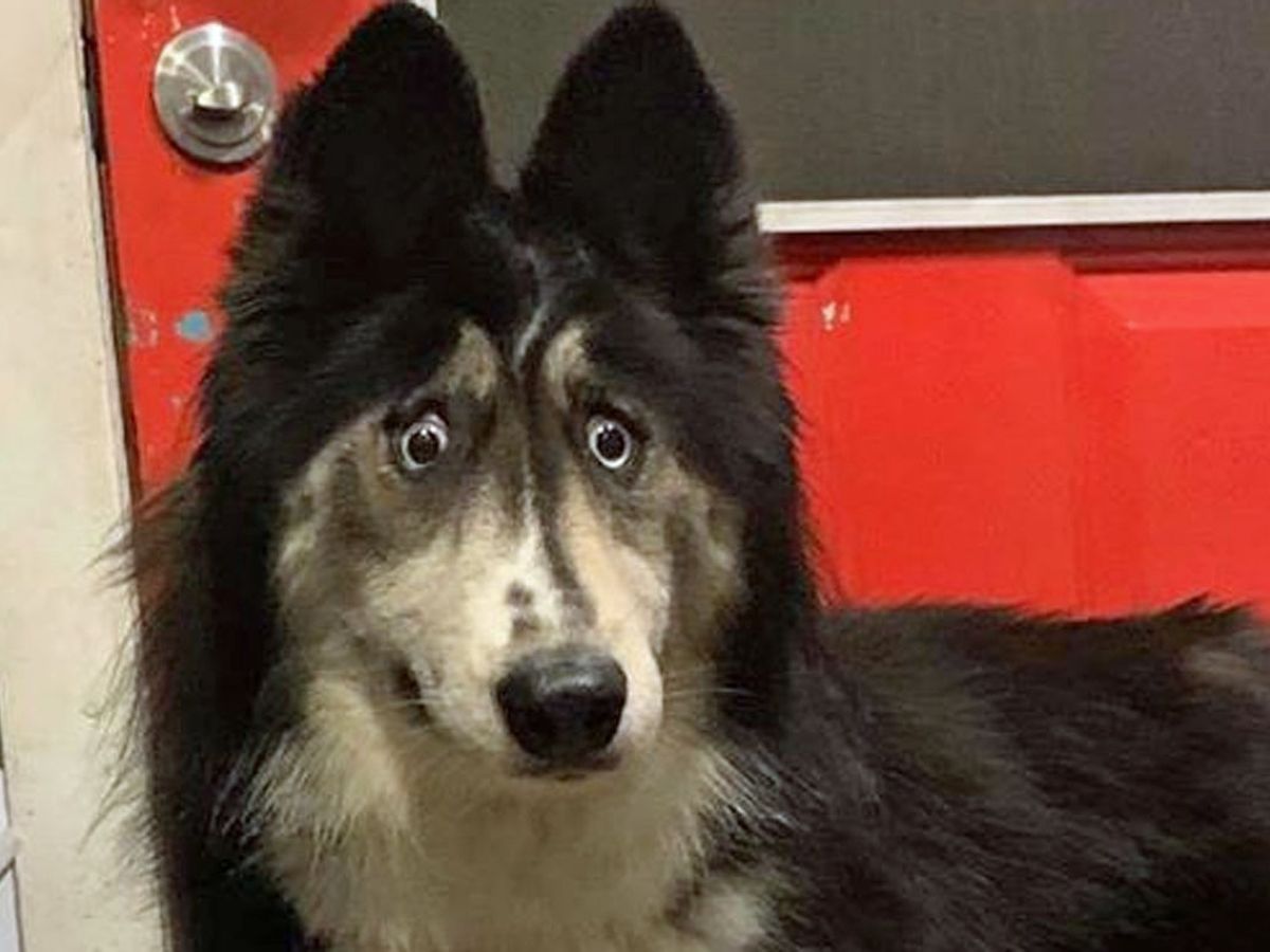 Dog with 'weird-looking' eyes gets a home after finding fame online