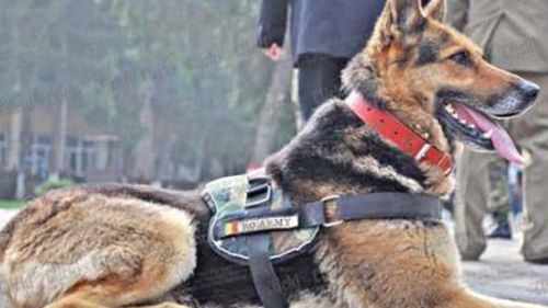 Romania to change law to save Afghanistan 'hero dog'