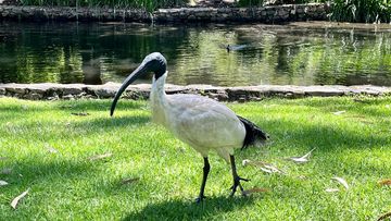The murder of an Ibis bird, which was shot with an arrow in Queensland, is being investigated by Police and the Queensland Royal Society for the Prevention of Cruelty to Animals (RSPCA). 