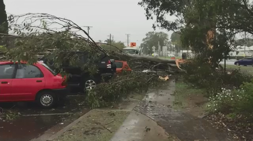 The storm brought a tree down on top of parked cars in Beaudesert.