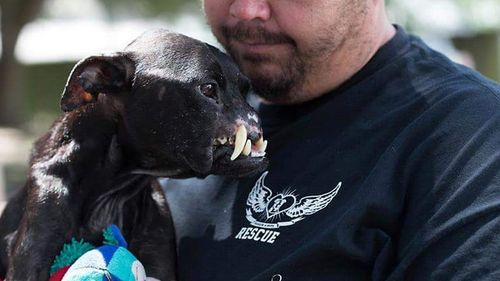 Khalessi enjoys a snuggle with one of her carers. (YouCaring/Passion 4 Pits)