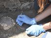 Tortoise and her egg found in new Pompeii excavations