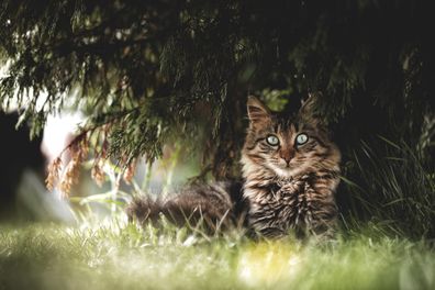 Cat outside