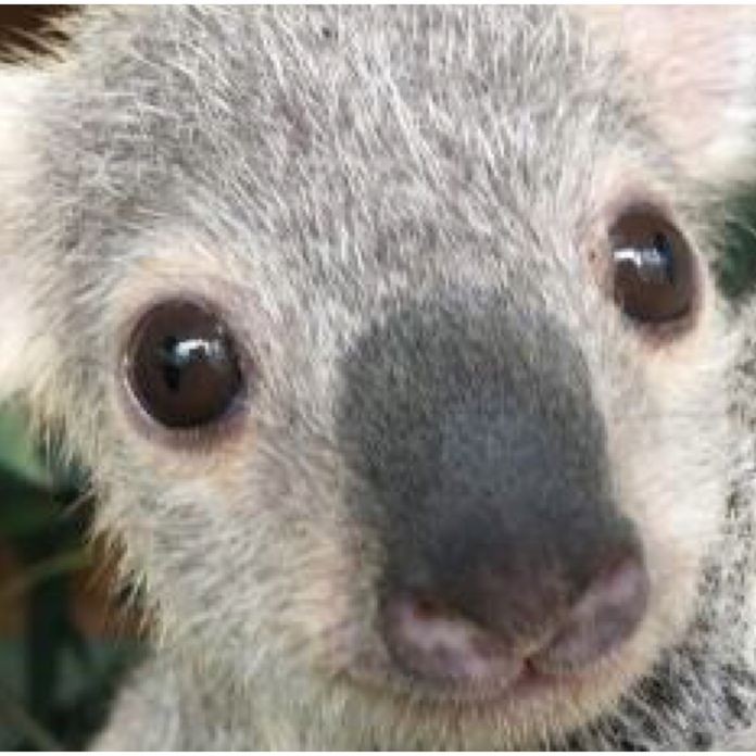 Tallow Australia's cutest koala joey named after nationwide competition  Wildlife news 