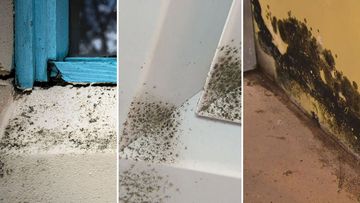 Mould in different homes.