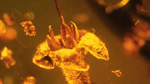 New species of flower discovered fossilised in the Dominican Republic