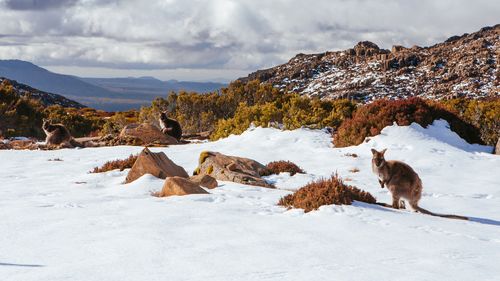 Tasmania could see more snow than usual on Christmas Day. (Getty Images/iStockphoto)