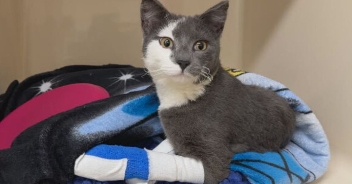 Cat miraculously survives housefire by hiding in kitchen sink