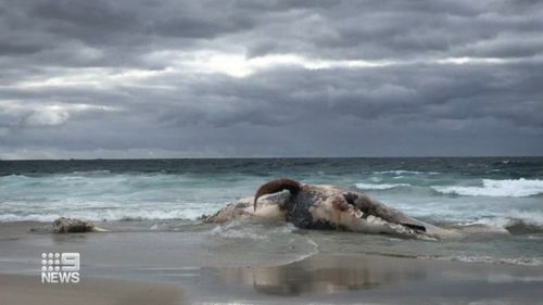 A dead whale has provided a breakfast buffet for sharks in WA.