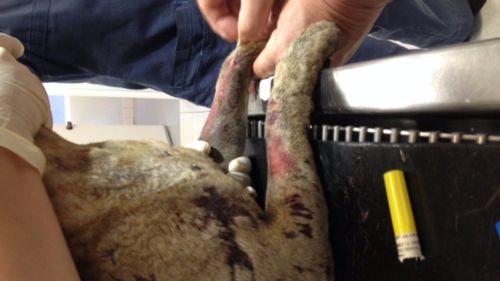 Images showed extensive burns to the dog's body. (RSPCA)