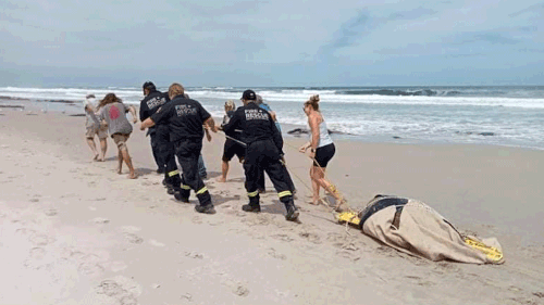 Fire and Rescue NSW crews have helped save a stranded sea turtle in Evans Head