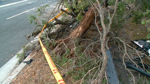 Residents told 9NEWS one of the cars involved crashed into a tree in Greenacre. (9NEWS)