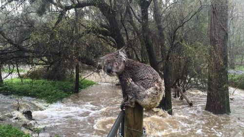 A koala perched above the floodwaters in Piccadilly, south-east of Adelaide. (Facebook)