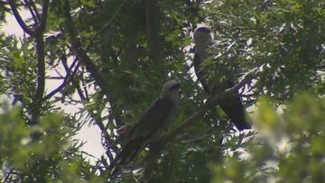 Pair of birds harassing people in Texas city