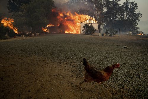 An animal scrambles while flames consume structures as the River Fire burns in Lakeport, Calif., Tuesday, July 31, 2018. (AP Photo/Noah Berger)