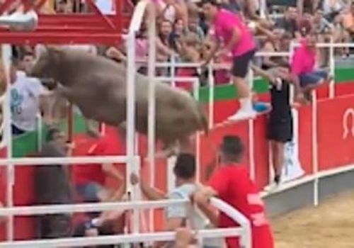 The bull wreaked havoc in the crowd before making its way out the arena to a nearby parking lot.