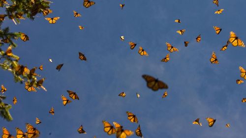 Monarch butterflies fly in the Oyamel forest at El Rosario sanctuary in Angangueo, Michoacan state, Mexico.