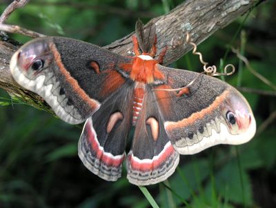 <strong>Cecropia moths</strong>